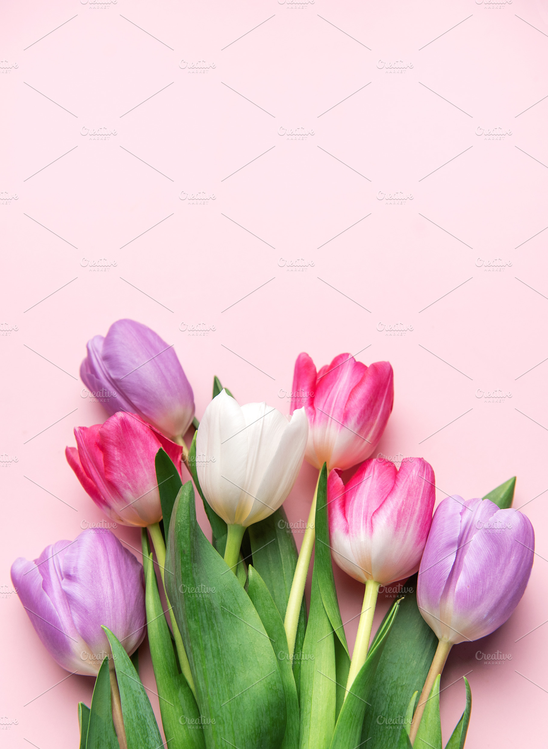 Pink purple and white tulips blooming on background, a Holiday Photo by Olena Rudo