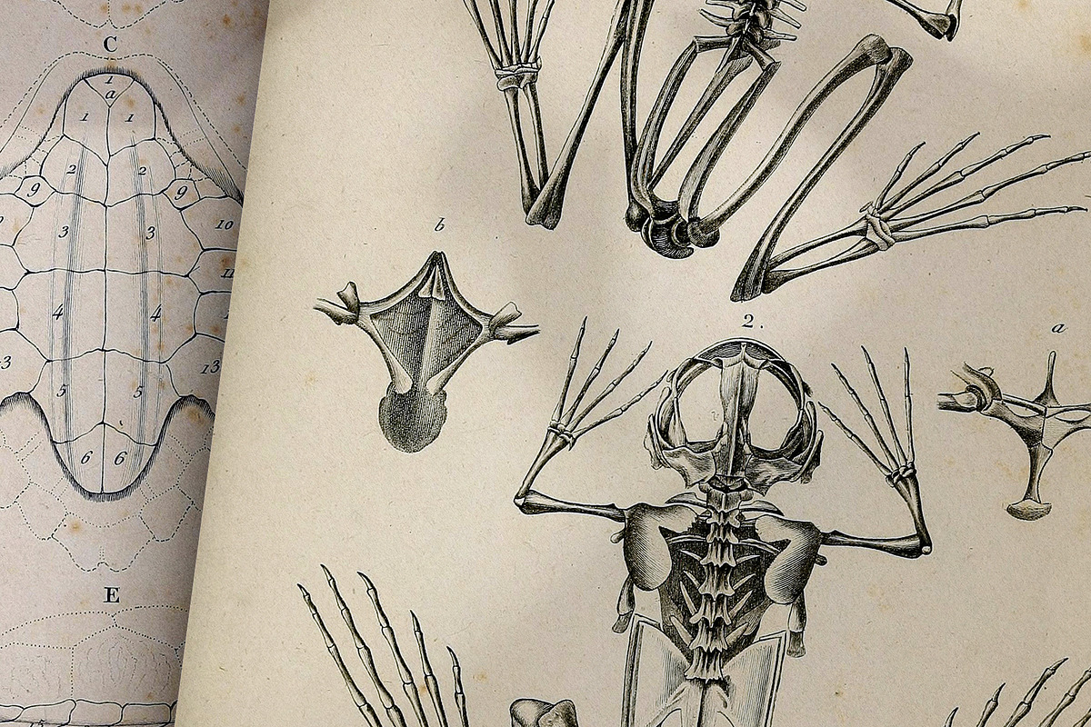 Complete Natural History of Reptiles, an Animal Illustration by Dene Studios (Photo 2 of 11)
