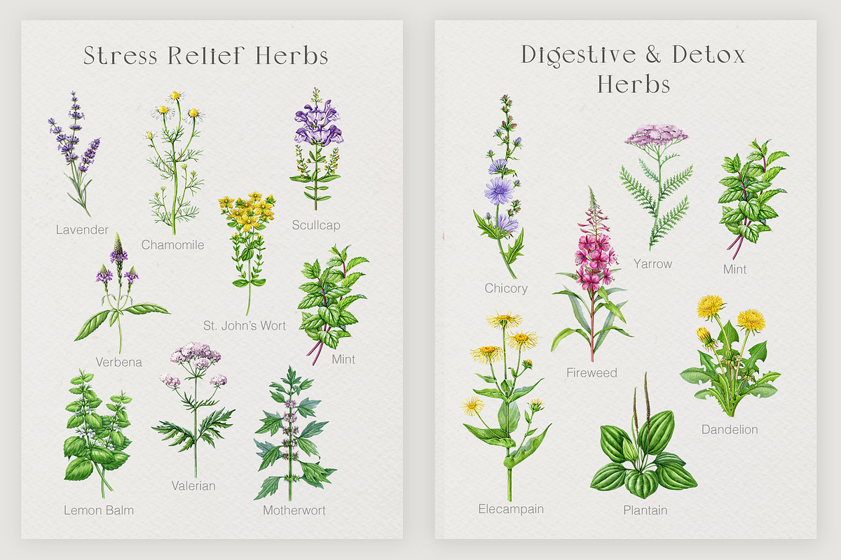Herbal Apothecary Brand Kit, a Healthcare Illustration by AnitaPol (Photo 12 of 18)