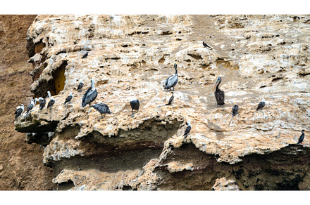 Pelicans and seagulls at the, an Animal Photo by Leonid Andronov
