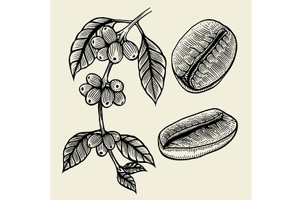 Coffee plant branch