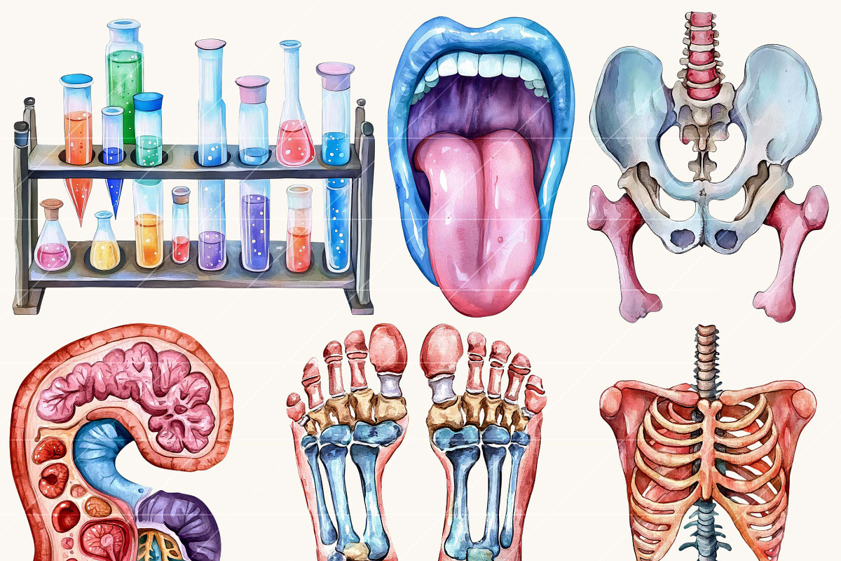 Watercolor Human Anatomy Clipart, a Person Illustration by BusyDaydesign (Photo 6 of 9)