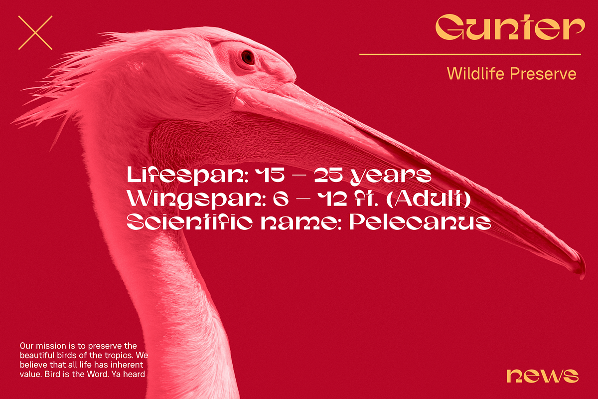 Gunter Display Font, a Sans Serif Font by That That Creative (Photo 11 of 20)