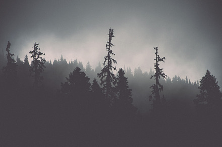 Mist featuring mist, fog, and trees