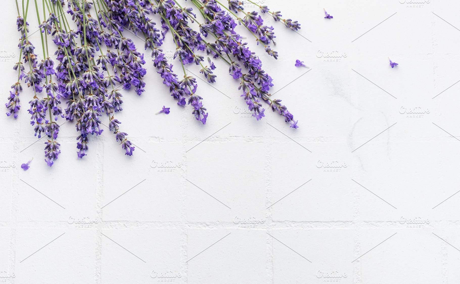 Fresh lavender flowers on a white tile background., a Nature Photo by Olena Rudo