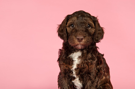 Cute brown labradoodle portrait