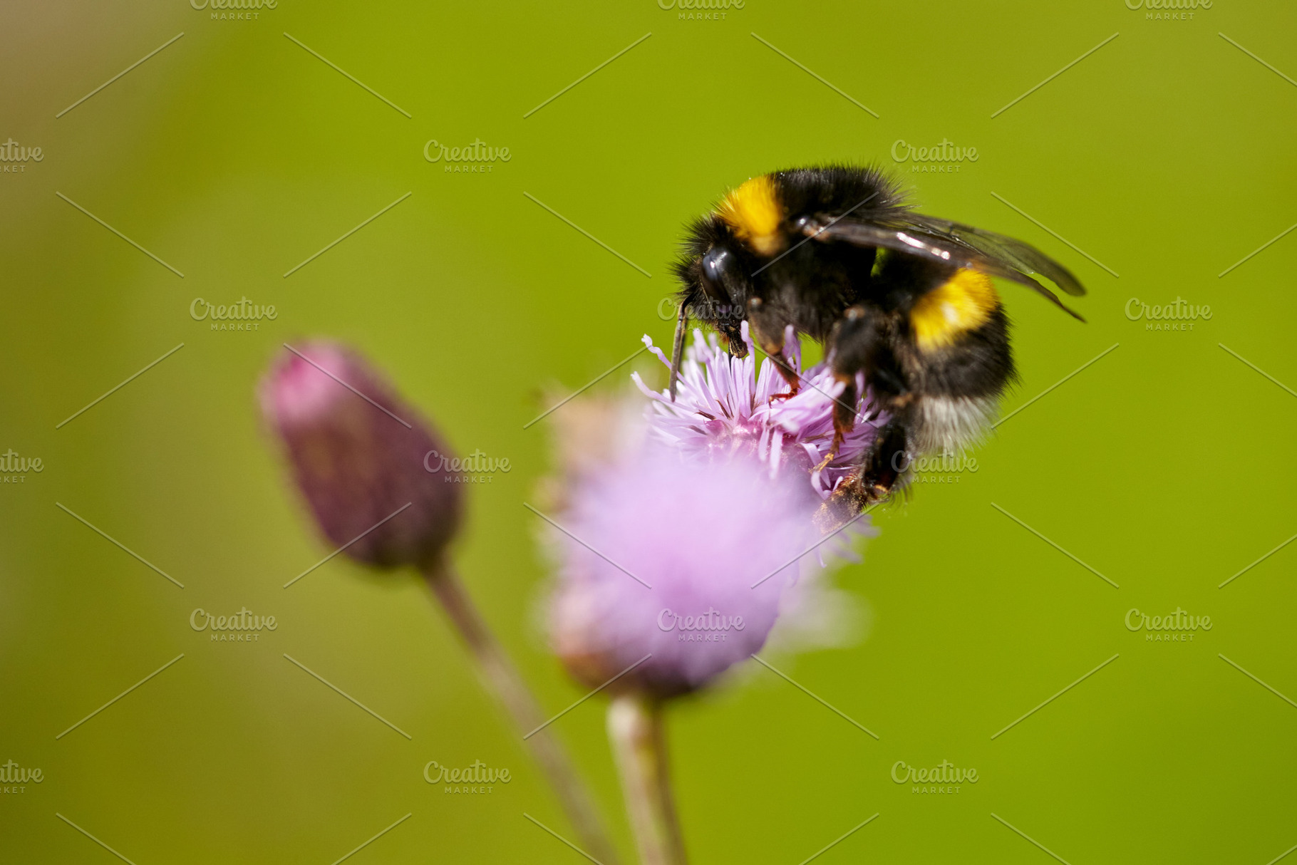 Fluffy Bumblebee on Thistle: Nature's Pollinator at Work., a Nature Photo by Rohan Photography