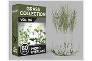 60 Grass Photo Overlays, a Nature Photo by KenScape (Thumbnail 1 of 3)