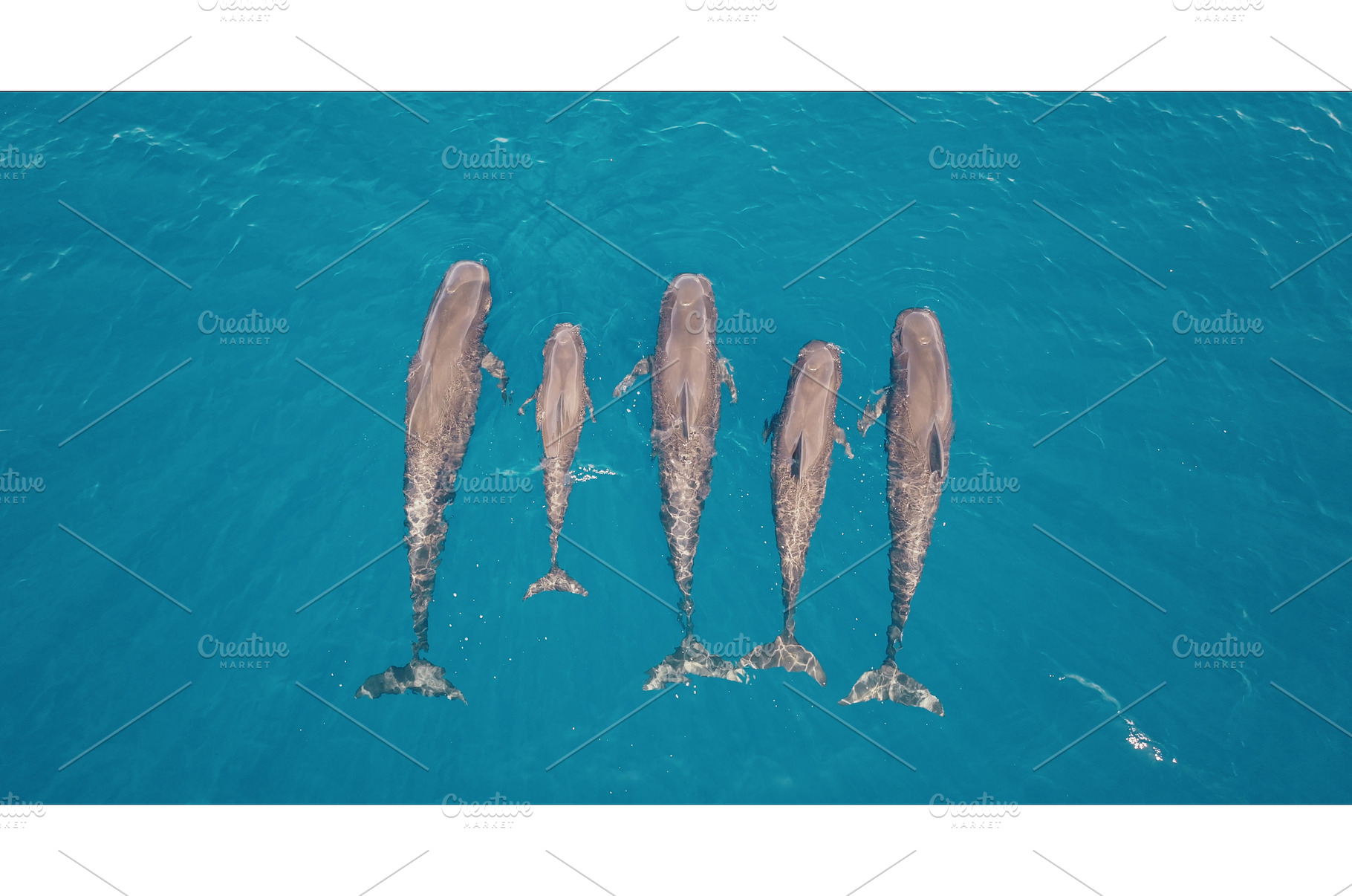 Family of pilot whales swimming in, an Animal Photo by Goinyk