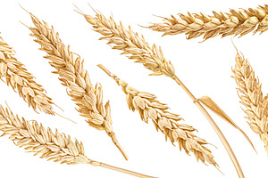 Ears of wheat collection, a Food & Drink Photo by Max Lashcheuski