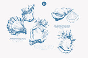 seashell clipart ocean sketch set, a Decorative Illustration by Patishop Art (Thumbnail 3 of 9)
