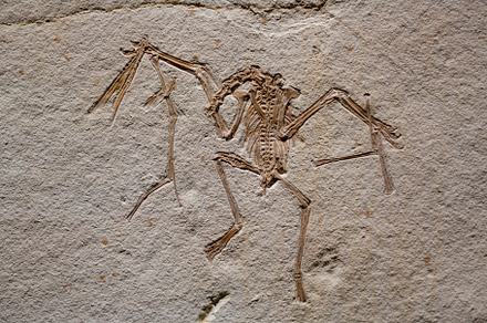 Close up fossil paleontology containing ancient, animal, and bone