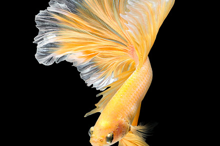 Siamese fishting fish stock photo containing closeup and isolated