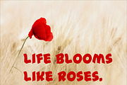 Discover Elegance with Modern Font, a Serif Font by Ink & Pixel Dreams (Thumbnail 1 of 5)