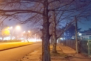 Lonely tree on night street with vanishing lights, a Nature Photo by DanFLCreativo