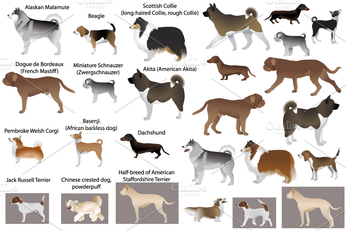 Dog show, an Animal Illustration by Viktoria.1703 (Photo 1 of 3)