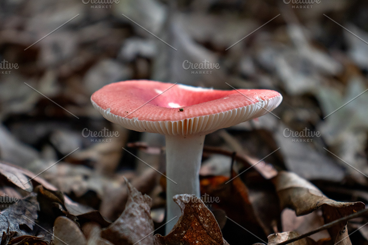 Mushrooms In The Forest Photography, a Nature Photo by Full Circle Design Studio (Photo 15 of 38)