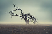 48 Dying Tree Images, a Nature Photo by h.utomo (Thumbnail 35 of 48)
