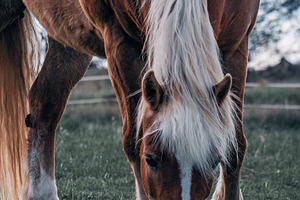 Horse #2, an Animal Photo by jakub_kopecky