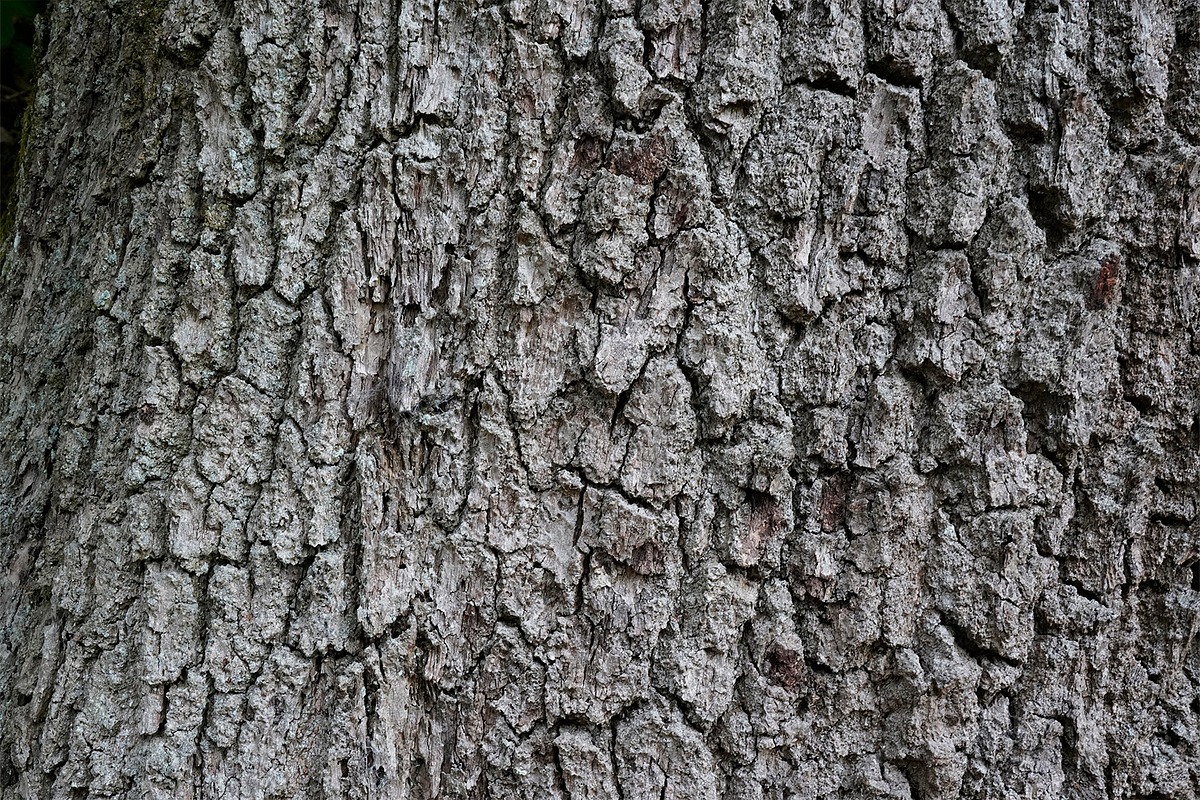 30 Tree Trunk Texture Photos, a Texture Graphic by Bilgep_design (Photo 16 of 16)