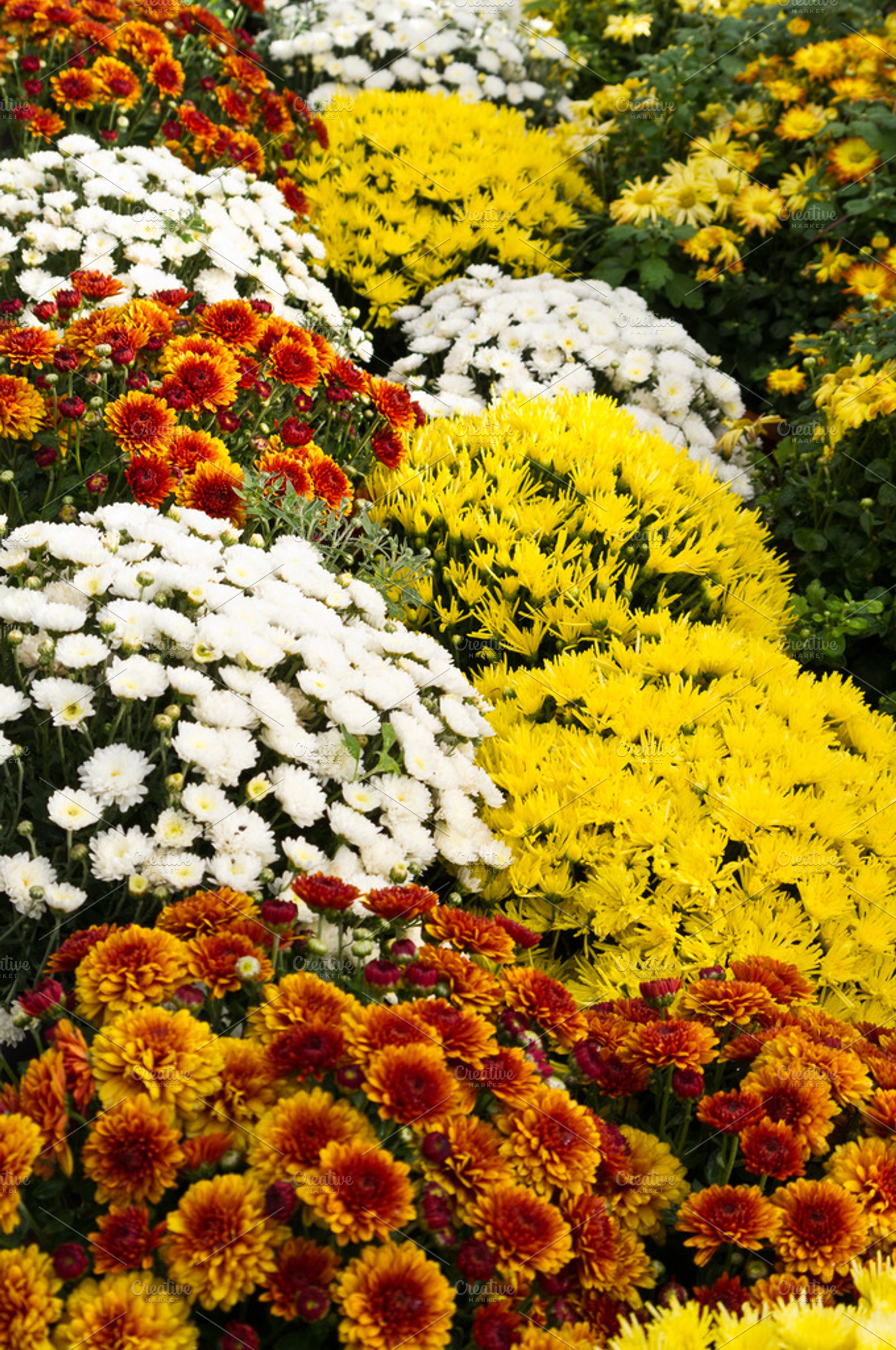 Colorful fall Chrysanthemums