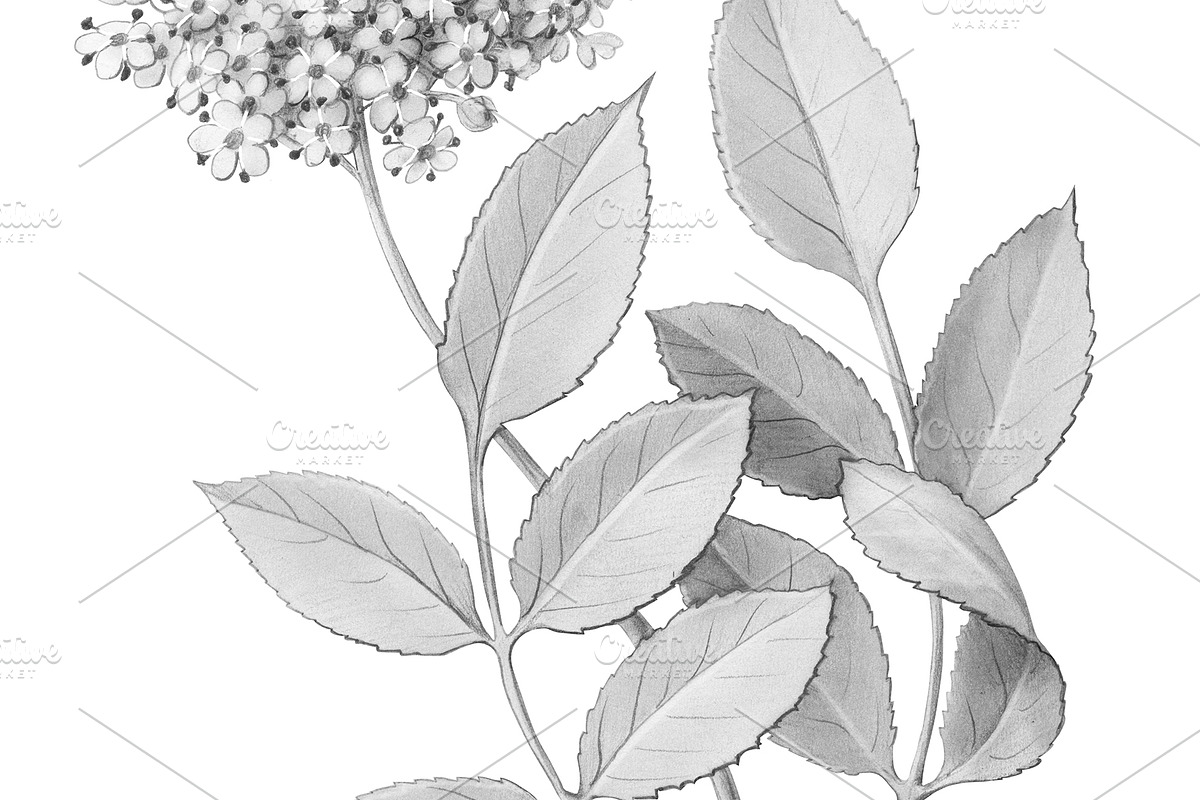 Elder Plant Botanical Illustration, an Illustration by Anna Repp Illustration (Photo 7 of 7)