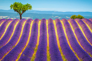 Single tree and lavender rows, a Nature Photo by Alpine Dreams