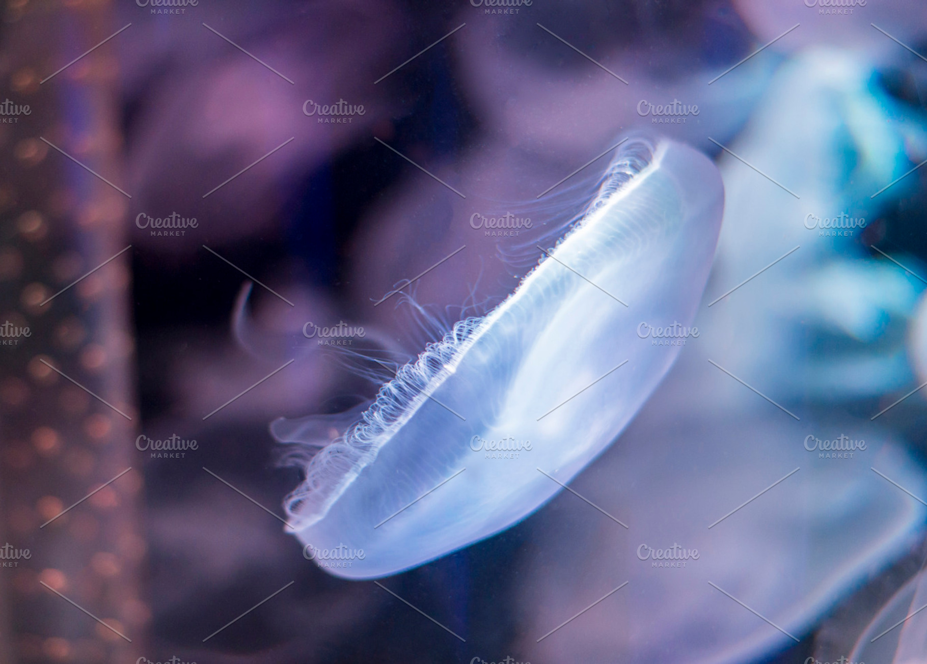 Underwater life stock photo containing fish and animal, an Animal Photo by Arnaufoto