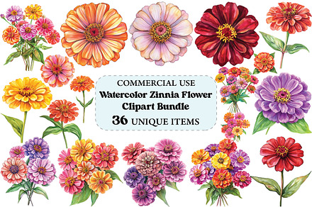 Watercolor Zinnia Flower Clipart