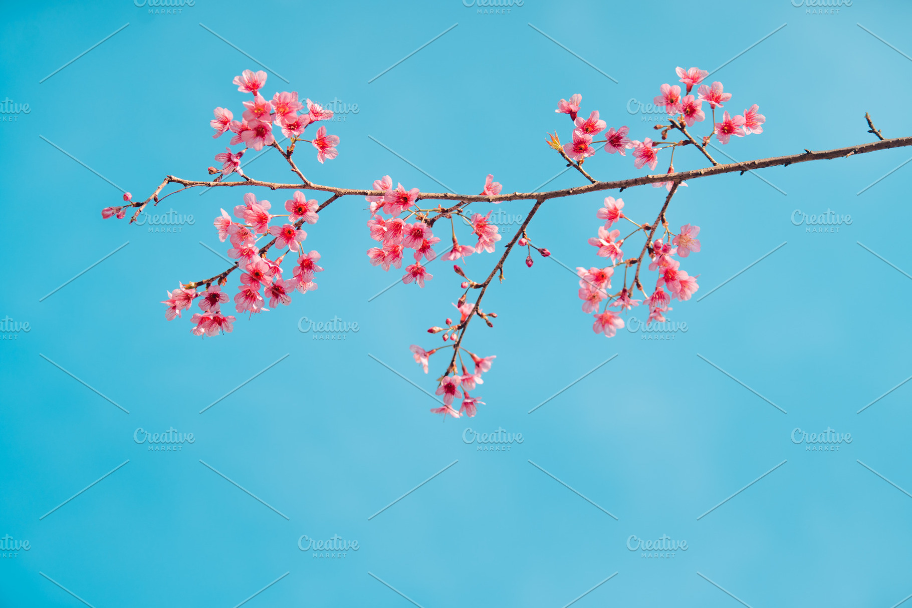 Pink Cherry Blossoms, a Nature Photo by Art Rachen