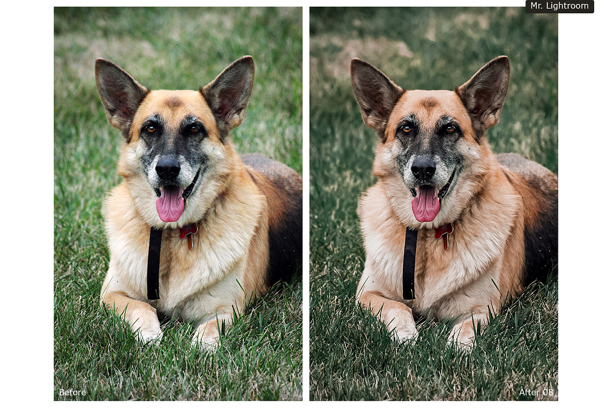 World of Pets Dogs Lightroom Presets, a Preset Add-On by HappyNews (Photo 4 of 7)