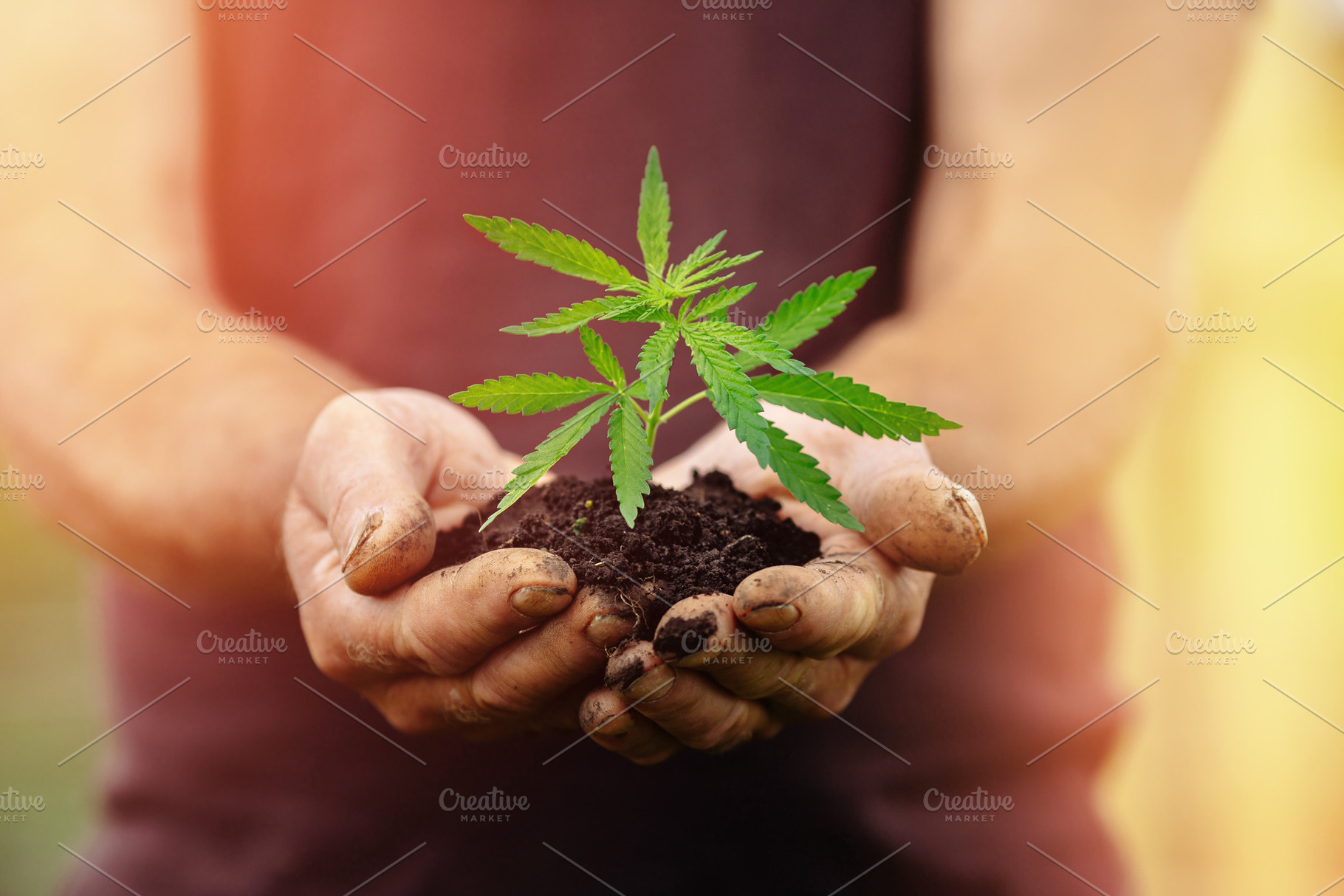Farmer hands holds baby cannabis pla containing cannabis, green, and hand, a Nature Photo by Parilov