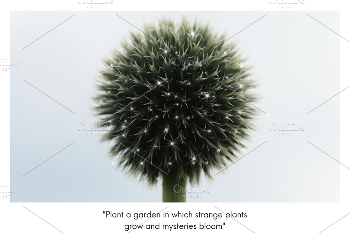 PLANTS & GROWTH Social Media Pack, an Object Graphic by Illumineer Media & Design (Photo 2 of 6)