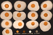Teddy Plush: 3D Procreate Brushes, a Brush Add-On by TheWhiteCatLab (Thumbnail 5 of 15)