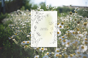 Meadow Mist: Pencil Floral Sketches, a Decorative Illustration by Yuliia Lashevska (Thumbnail 12 of 12)
