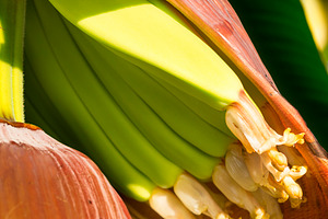 Banana Plantation, a Food & Drink Photo by THP Creative