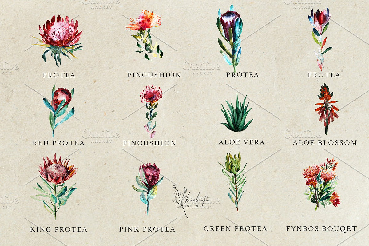 Watercolor Fynbos Flowers, a Decorative Illustration by Karliefie (Photo 2 of 7)