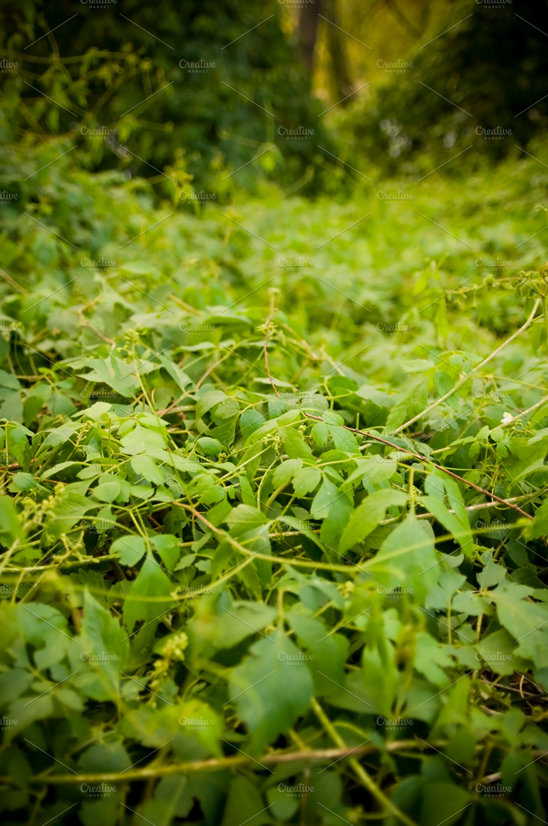 Thick Jungle Background, a Nature Photo by THP Creative