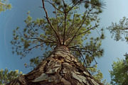 98 Trees view from below, a Nature Photo by Handmadefont (Thumbnail 71 of 98)