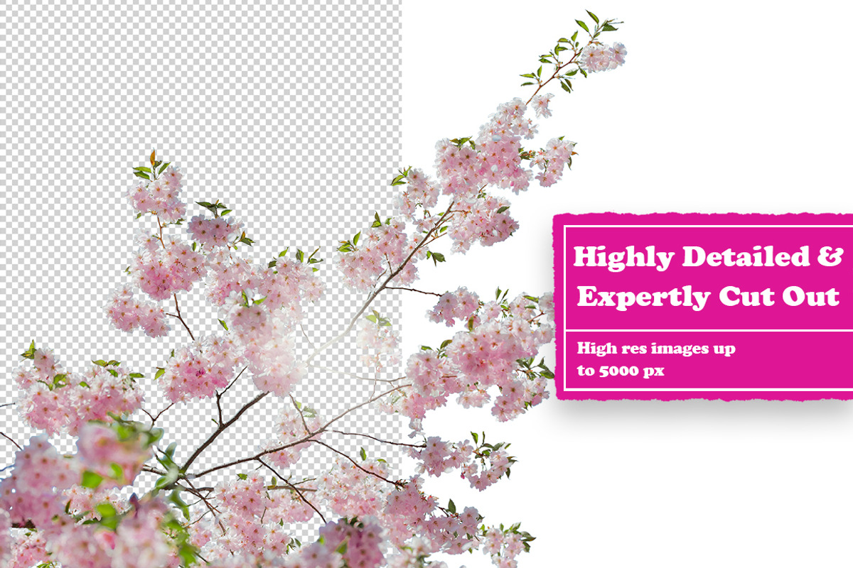 Flowers Digital Collage Pack, an Object Graphic by Collage Supply Co (Photo 2 of 3)