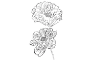 Delicate Peonies, an Object Graphic by VictoriaKStudio (Thumbnail 5 of 6)
