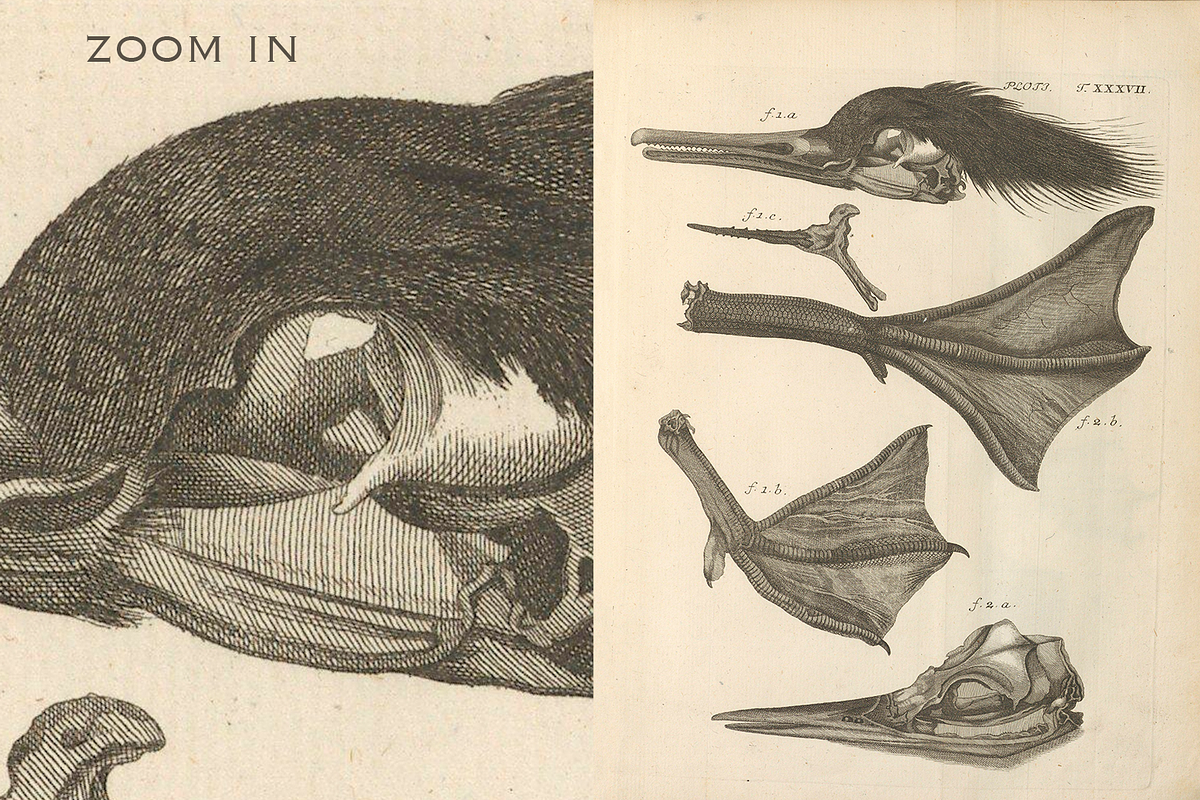80+ Jacob Klein, Bird Genealogy, an Animal Illustration by Digital Museum (Photo 6 of 10)