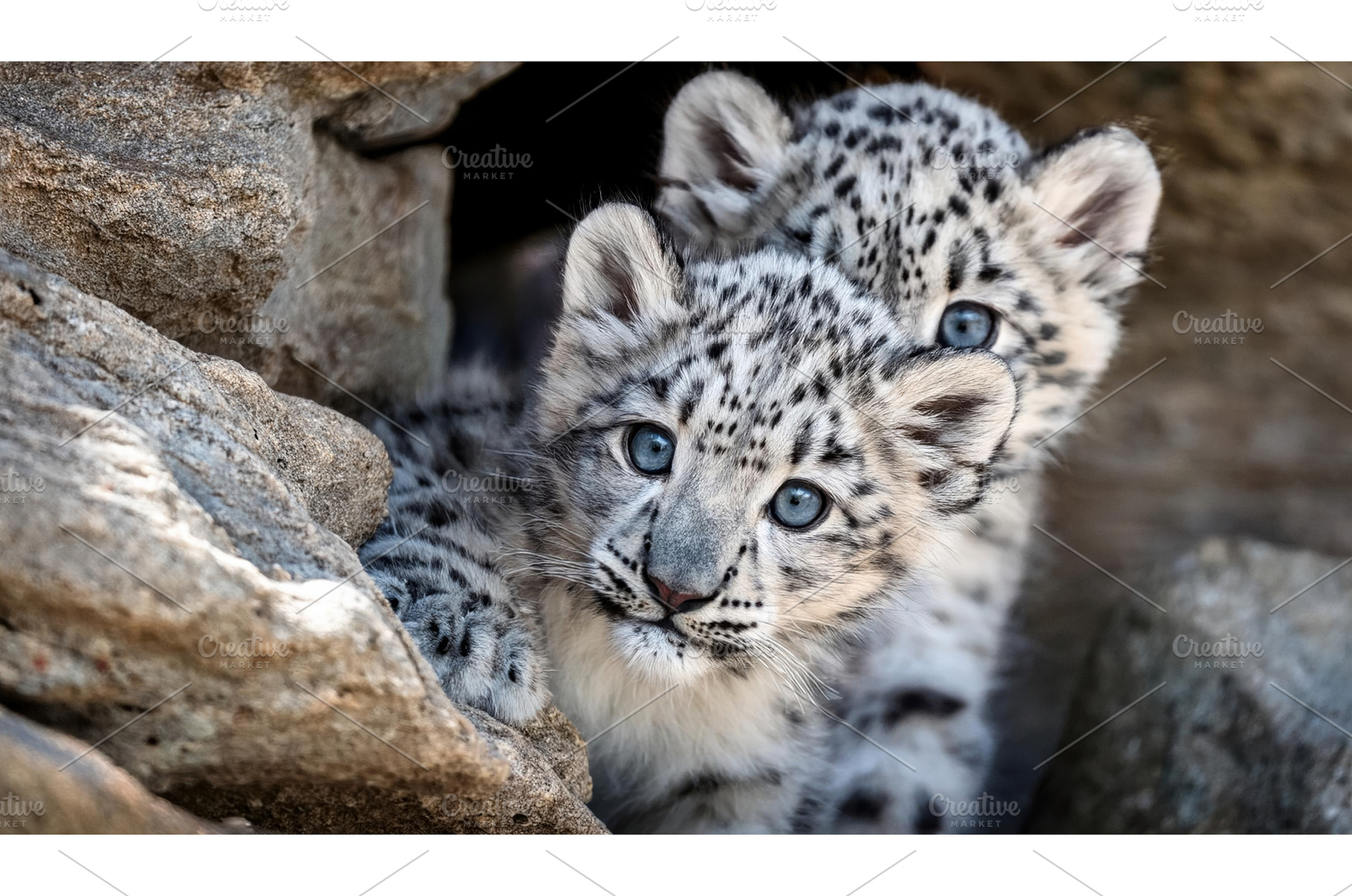 Two snow leopard cubs peek out from, an Animal Photo by Igor Tichonow