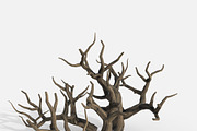Aquarium Snag Banches V2, an Environmental 3D Model by AndrewWhite (Thumbnail 3 of 8)