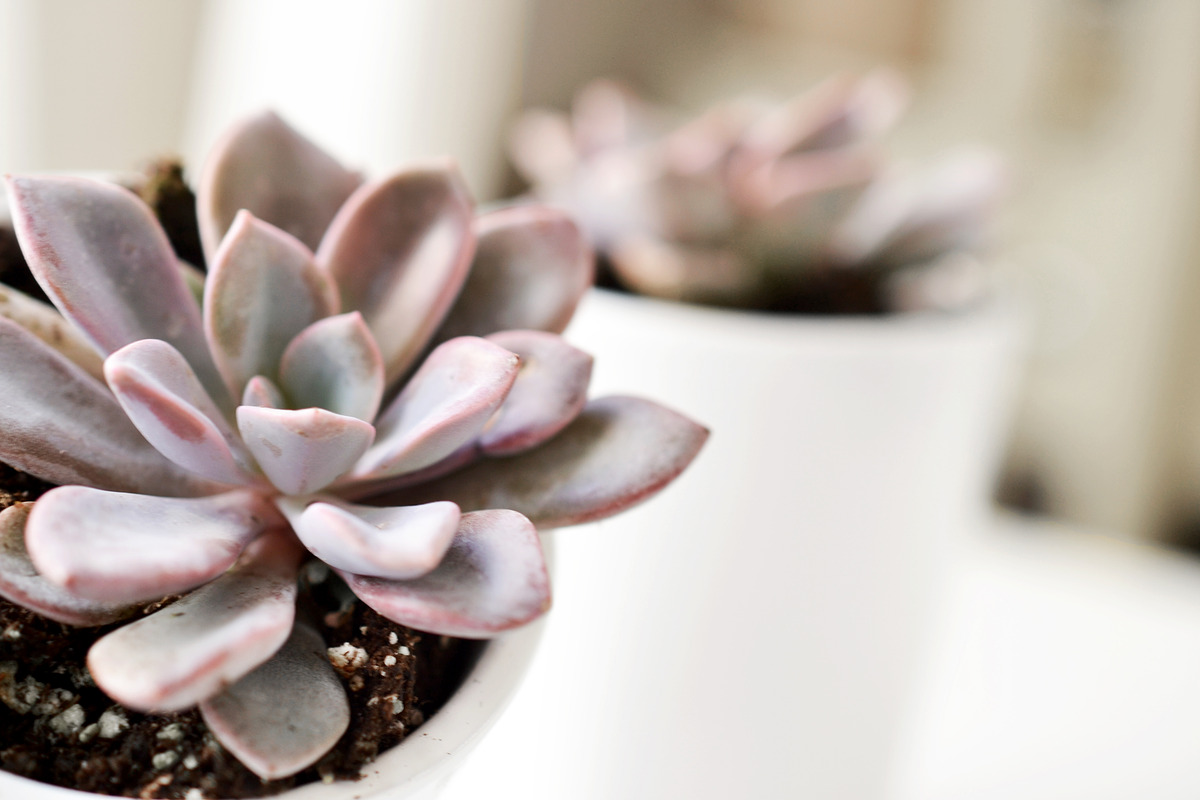 Purple Succulents & Neutrals, a Cups & Container Mockup by Greenleaf Images (Photo 5 of 6)