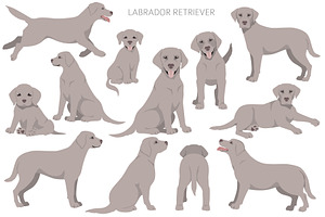 Labrador Retriever Clipart