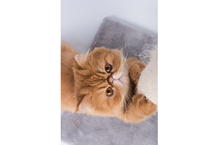 Red Persian Exotic Longhair cat, an Animal Photo by COLORFUL