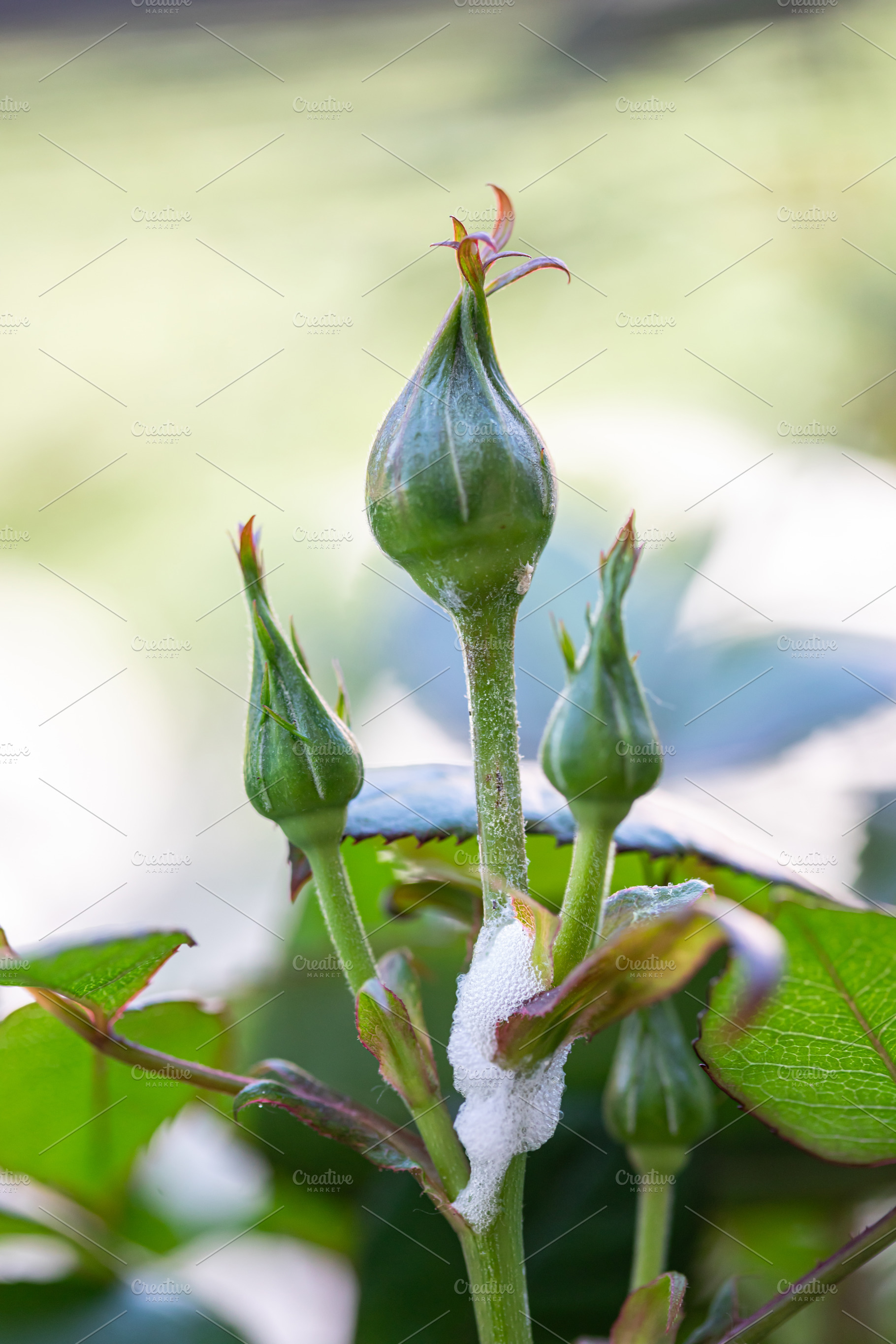 Philaenus spumarius hiding in cuckoo spit on rose bush, a Nature Photo by Antonio Gravante Market