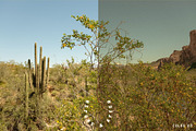 Dorado Lightroom Presets, a Brushes & More by Cactus Country (Thumbnail 5 of 12)