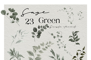 Sage Green. Watercolor Graphic